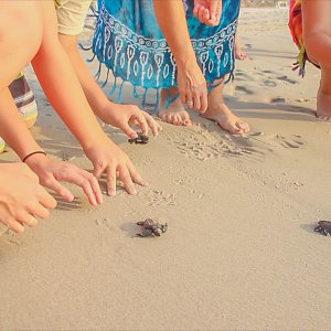 Release of baby turtles on Garza Blanca' beach