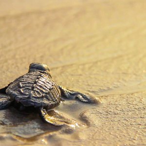 Release of baby turtles on Garza Blanca' beach